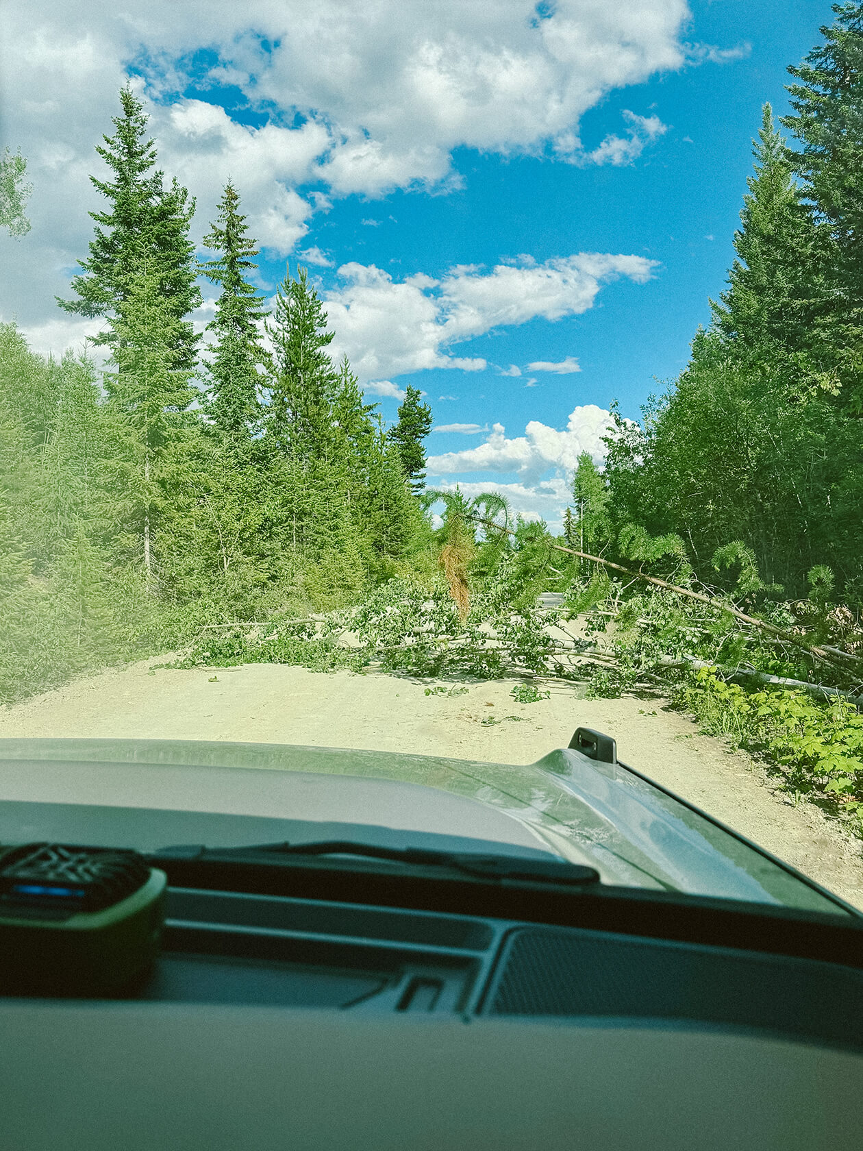 fallen tree blocking Gorman Lake FSR