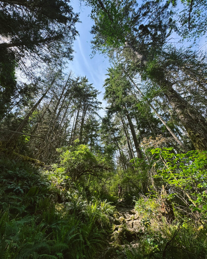 hiker surrounded by trees and ferns on the Mount Daniel trail