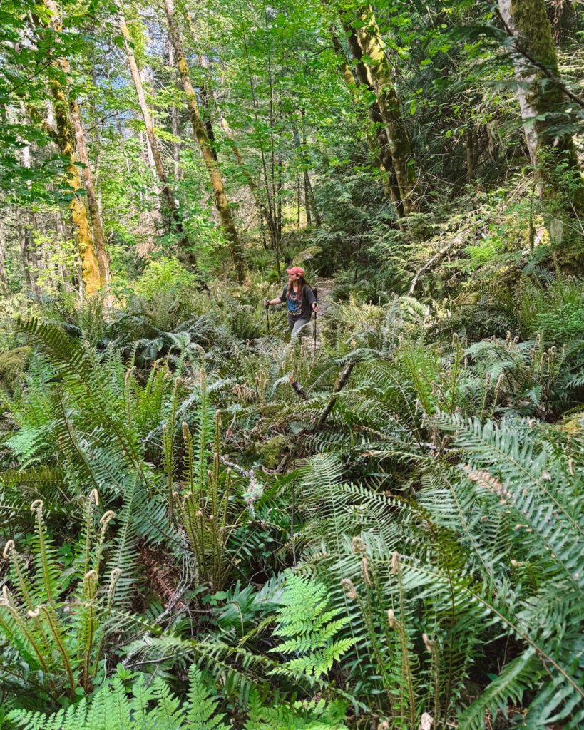 female hiker surrounded by ferns on Mount Daniel trail