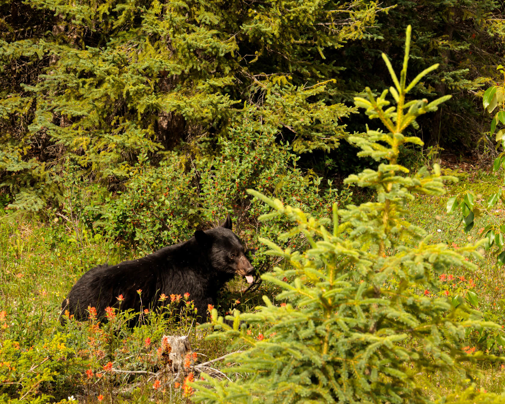 Black bear with tongue out eating berries