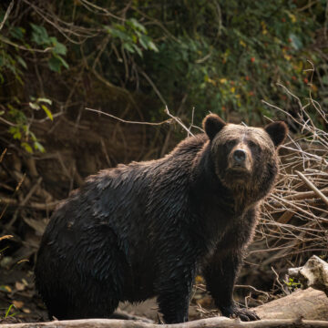 grizzly bear