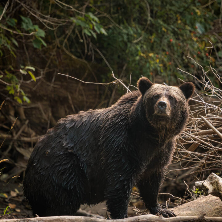 grizzly bear